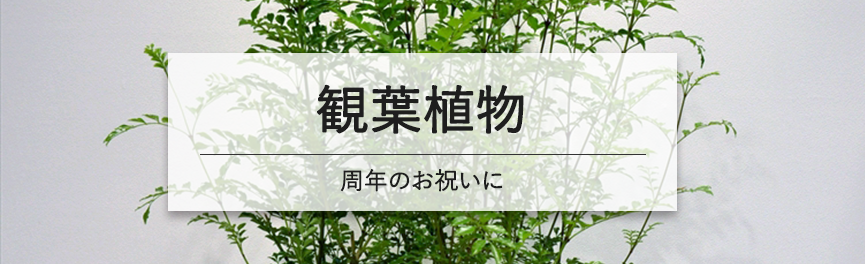 周年祝いの観葉植物|豊橋の花屋Soel Flowers