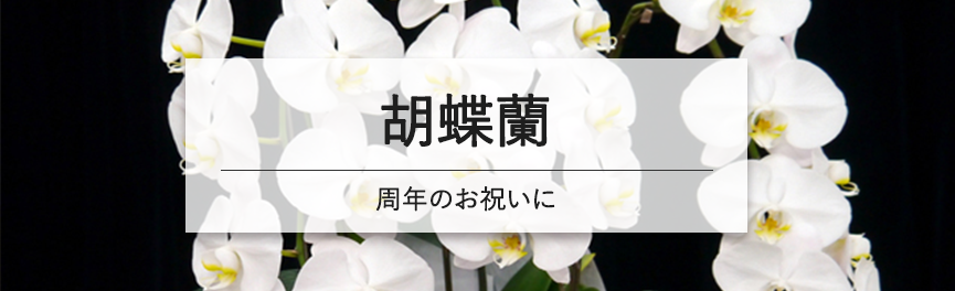 周年祝いの胡蝶蘭|浜松の花屋花風舎