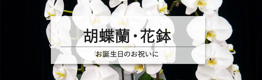 お誕生日祝いの胡蝶蘭・花鉢|浜松の花屋花風舎