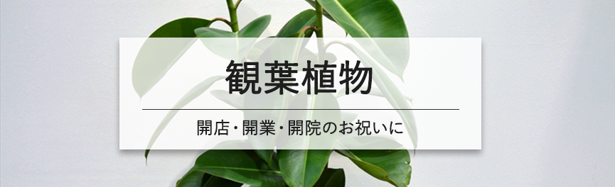 開店・開業・開院祝いの観葉植物|豊橋の花屋Soel Flowers