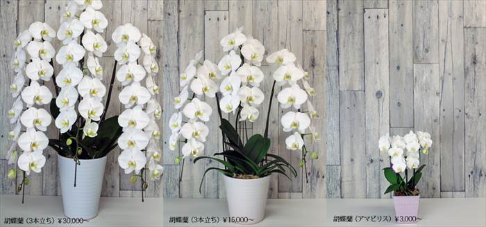 胡蝶蘭のサイズ