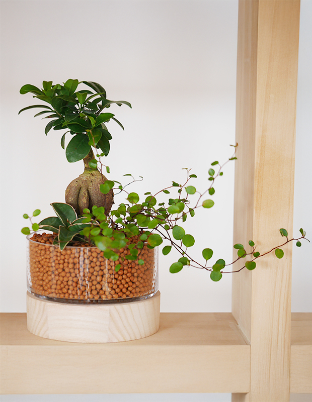 観葉植物