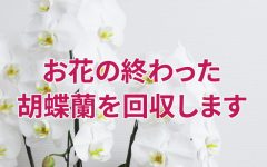 お花の終わった胡蝶蘭回収サービス【浜松市】